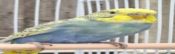 Mixed Breed birds for sale: Budgies for sale  - Advert 31