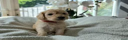 Cockapoo dogs for sale: 4 x F2 cockapoos - Advert 14
