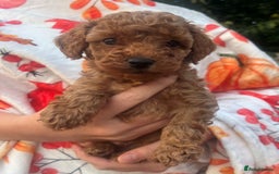 Toy Poodle dogs for sale: KC Reg High Quality RED Toy Poodles - Image 5
