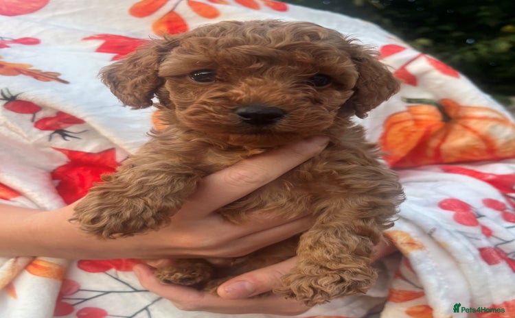 Toy Poodle dogs - Advert 13