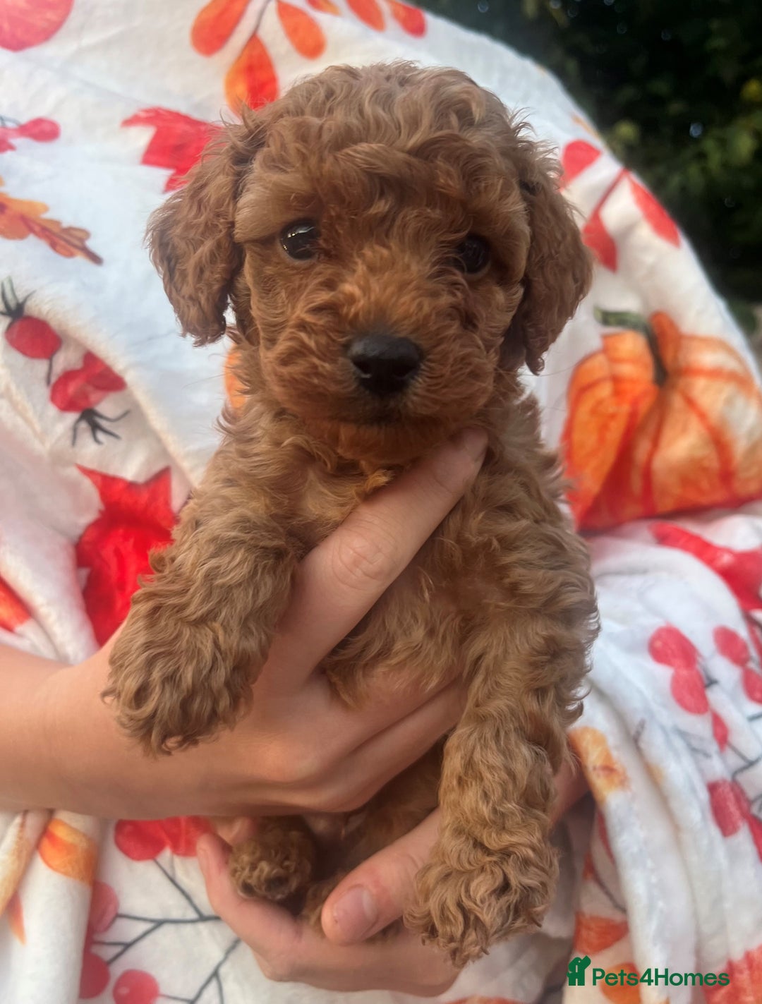 Toy Poodle dogs for sale: KC Reg High Quality RED Toy Poodles - Image 5