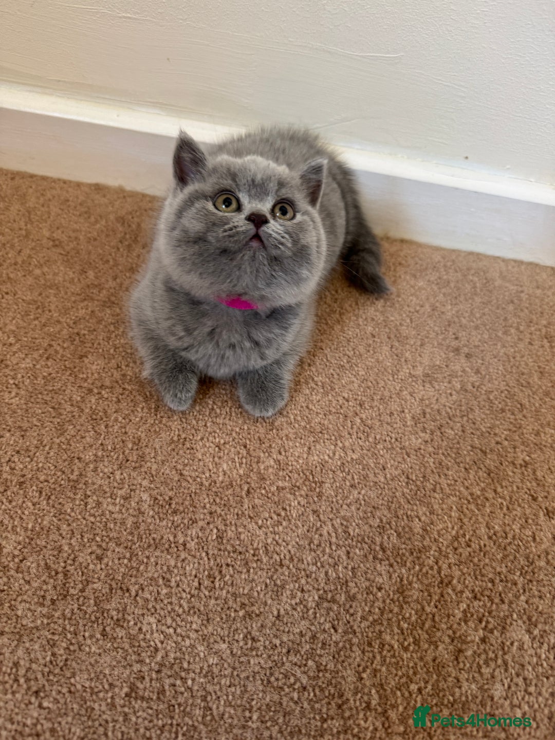 British Shorthair cats for sale: 🐾 British Shorthair Kittens – 8 Weeks Old  - Image 5