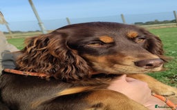 Cocker Spaniel dogs for sale: Lovely litter of working cocker spaniels  - Image 1