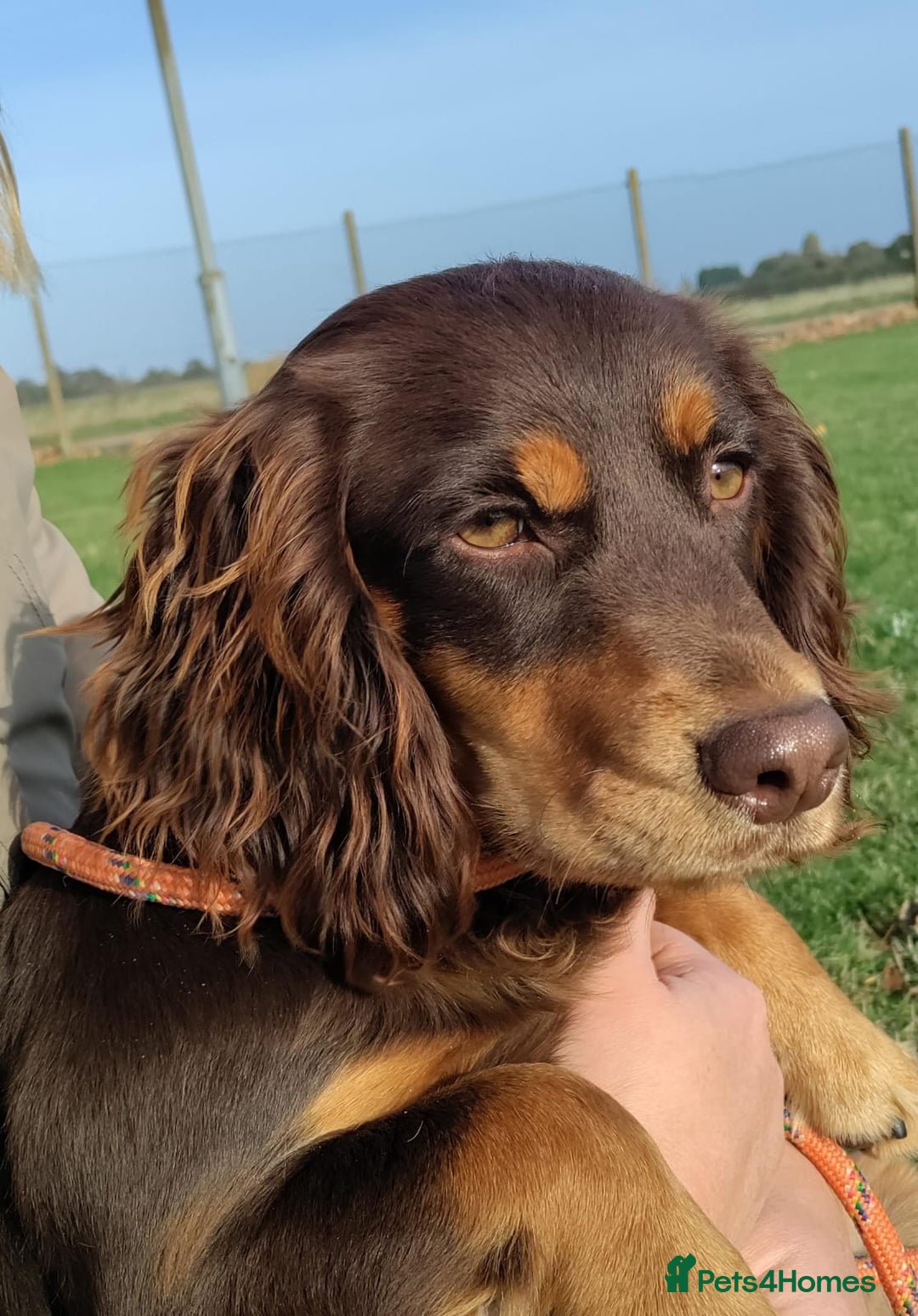 Cocker Spaniel dogs for sale: Lovely litter of working cocker spaniels  - Image 1