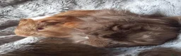 Guinea Pig rodents for sale: Baby Guinea Pigs for Sale - Ready Now. - Advert 9