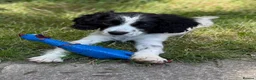 Cockalier dogs for sale: Gorgeous Covkalier puppies! - Advert 9