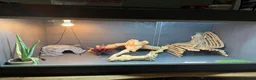 Bearded Dragon reptiles for sale: Bearded dragon looking for forever home - Advert 1