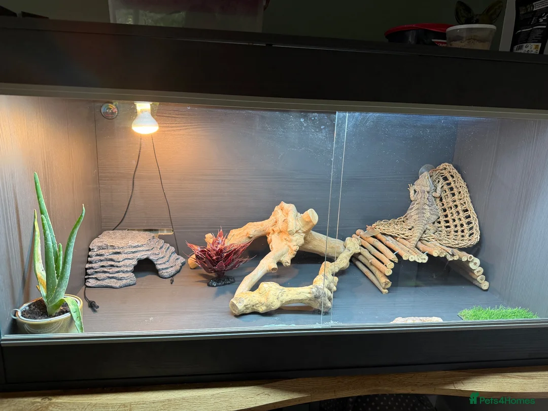 Bearded Dragon reptiles for sale: Bearded dragon looking for forever home - Advert 1