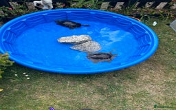 Terrapin reptiles for sale: Terapins  - Image 4