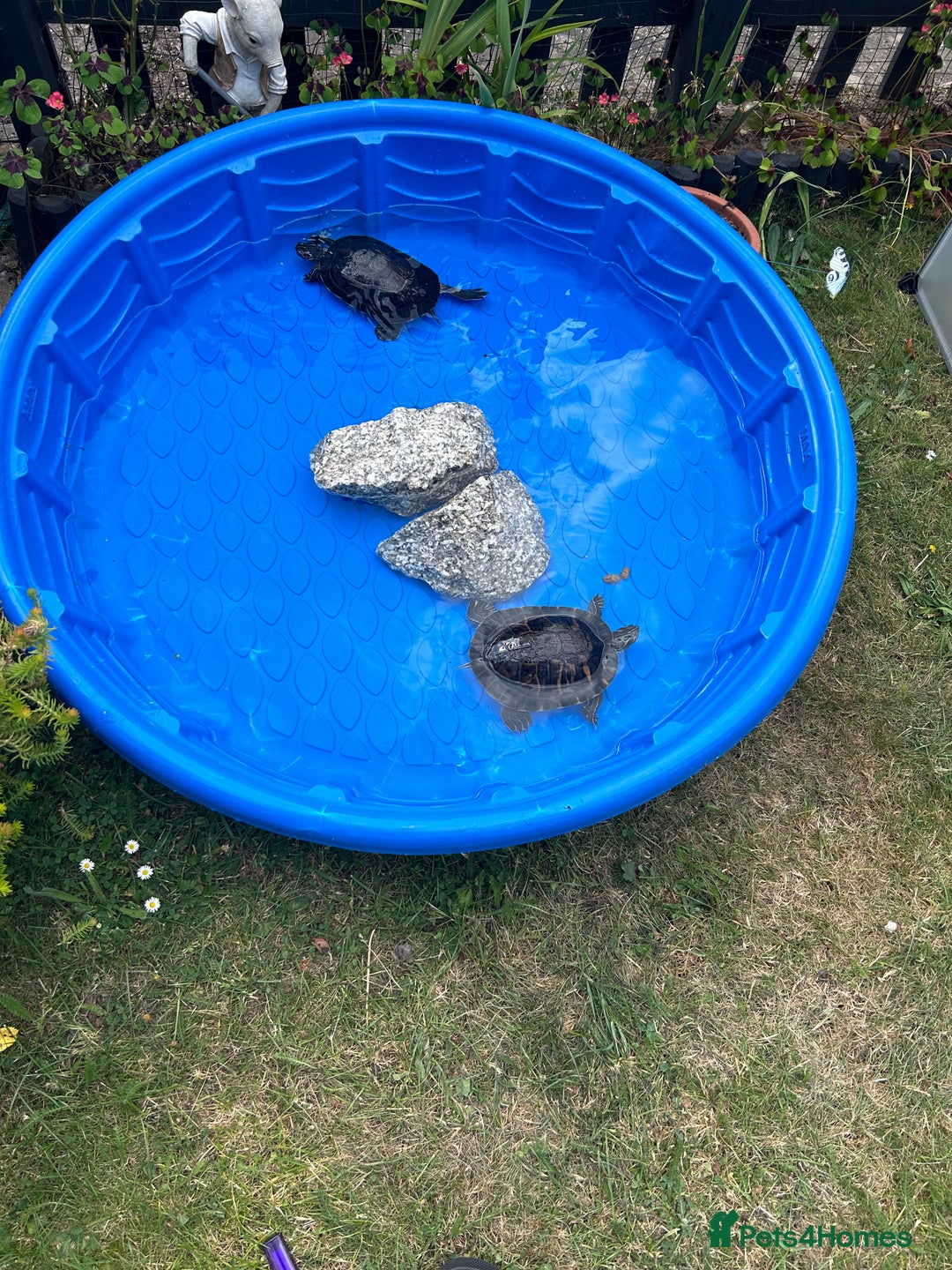 Terrapin reptiles for sale: Terapins  - Image 4