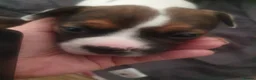 Mixed Breed dogs for sale: Oldtyme x French bulldogs - Advert 3