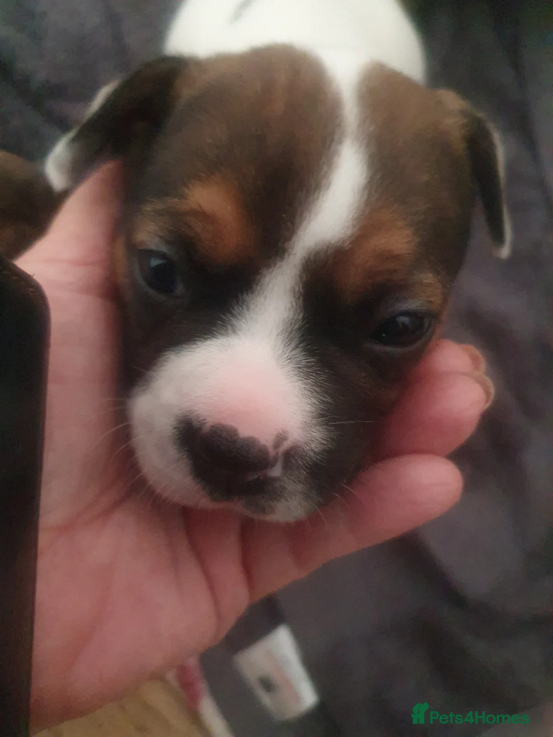 Mixed Breed dogs for sale: Oldtyme x French bulldogs - Advert 1