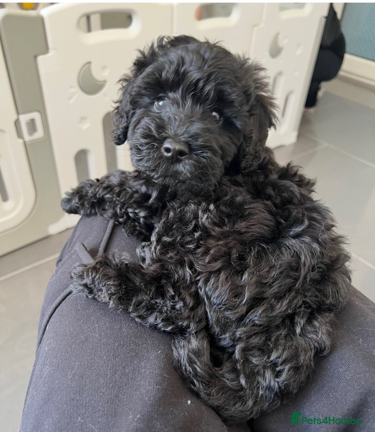 Cockapoo dogs health tested DNA/BVA eye tested cockapoo puppies  - Advert 1