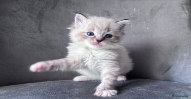 Ragdoll cats - Advert 4