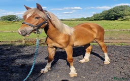 Welsh Section D horses for sale: 2 year old reg. welsh section D filly - Image 2
