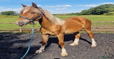 Welsh Section D horses - Advert 12