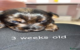 Yorkshire Terrier dogs for sale: Yorkshire terrier  **   - Advert 5