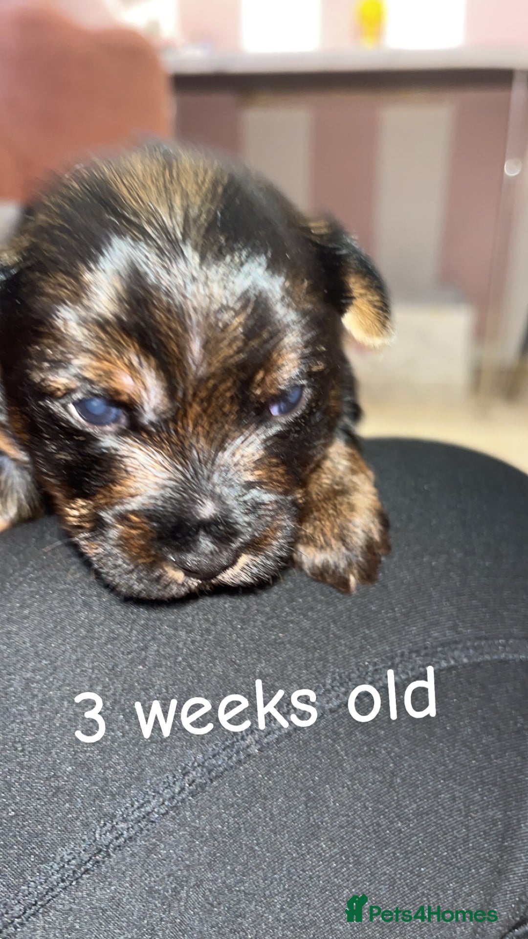 Yorkshire Terrier dogs for sale: Yorkshire terrier  **   - Advert 5