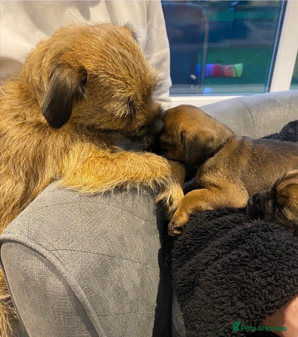 Border Terrier dogs Border Terrier Puppies - Advert 2