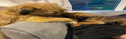 Border Terrier dogs for sale: Border Terrier Puppies - Advert 2