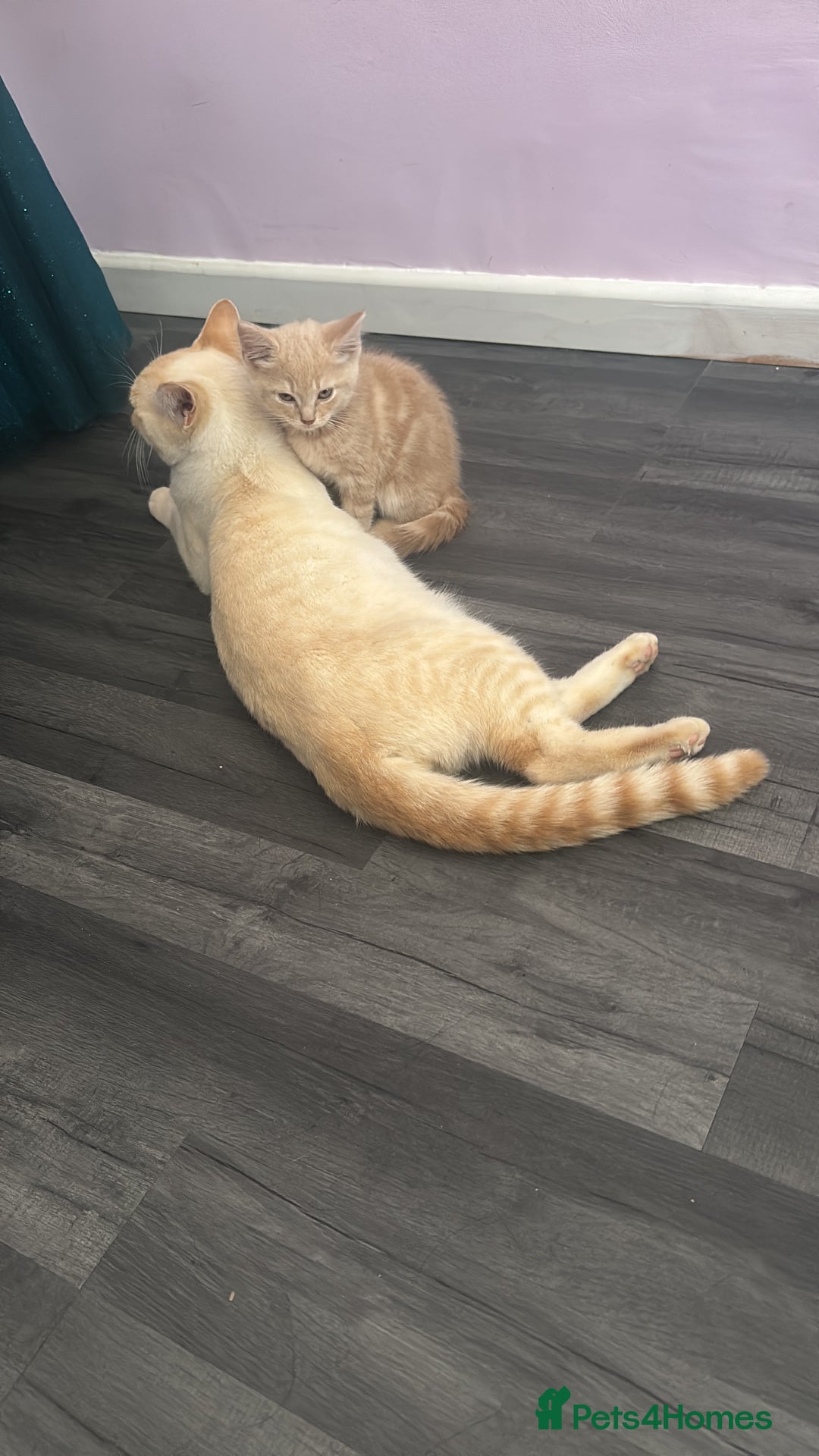 Mixed Breed cats for sale: 3 british shorthair kittens for sale  - Image 13