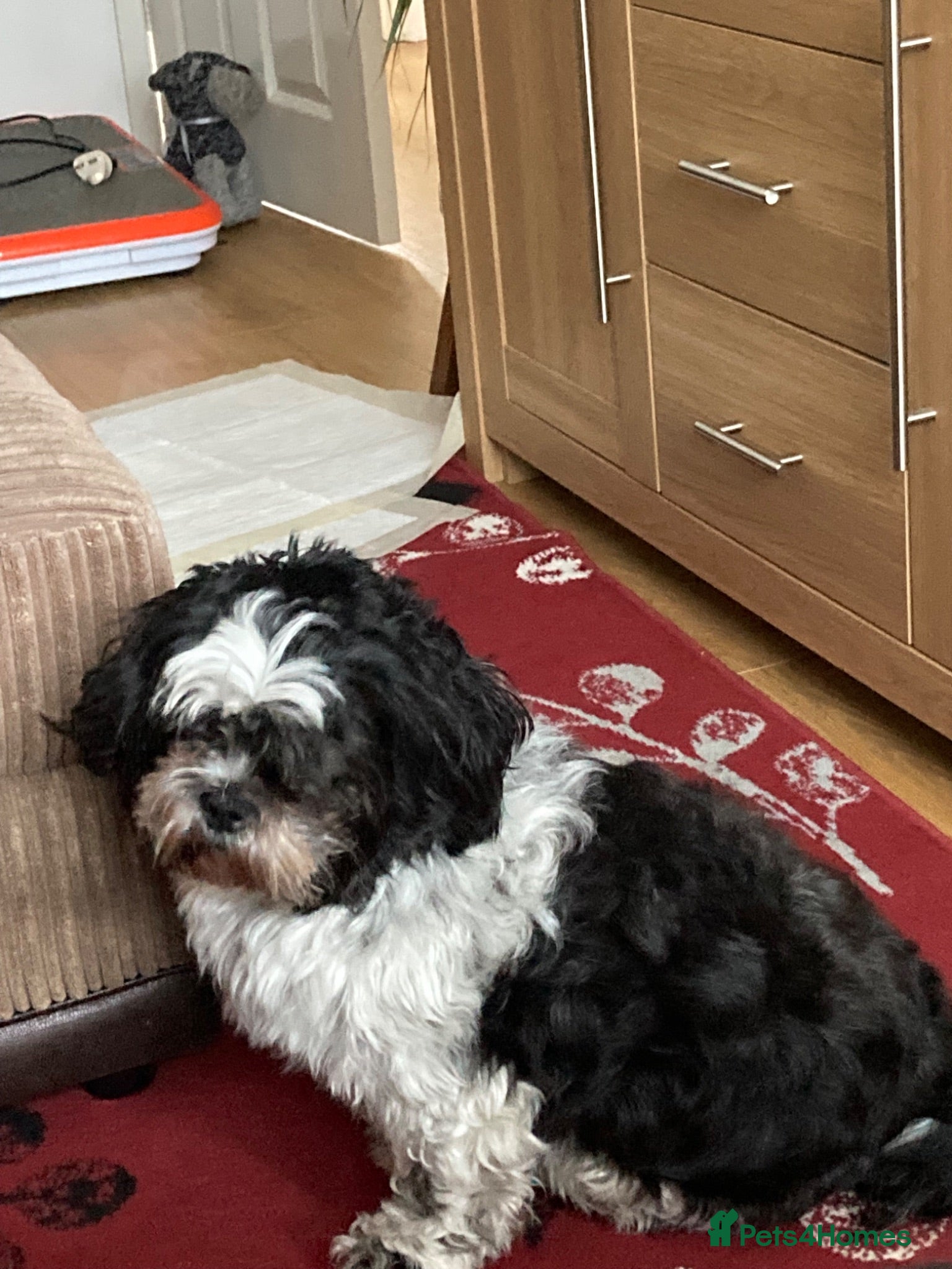 Shih Tzu dogs Shihtzu for rehoming - Advert 1