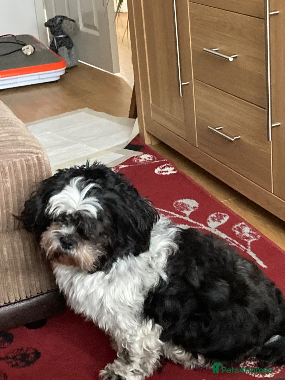 Shih Tzu dogs for sale: Shihtzu for rehoming in Alfreton - Advert 1