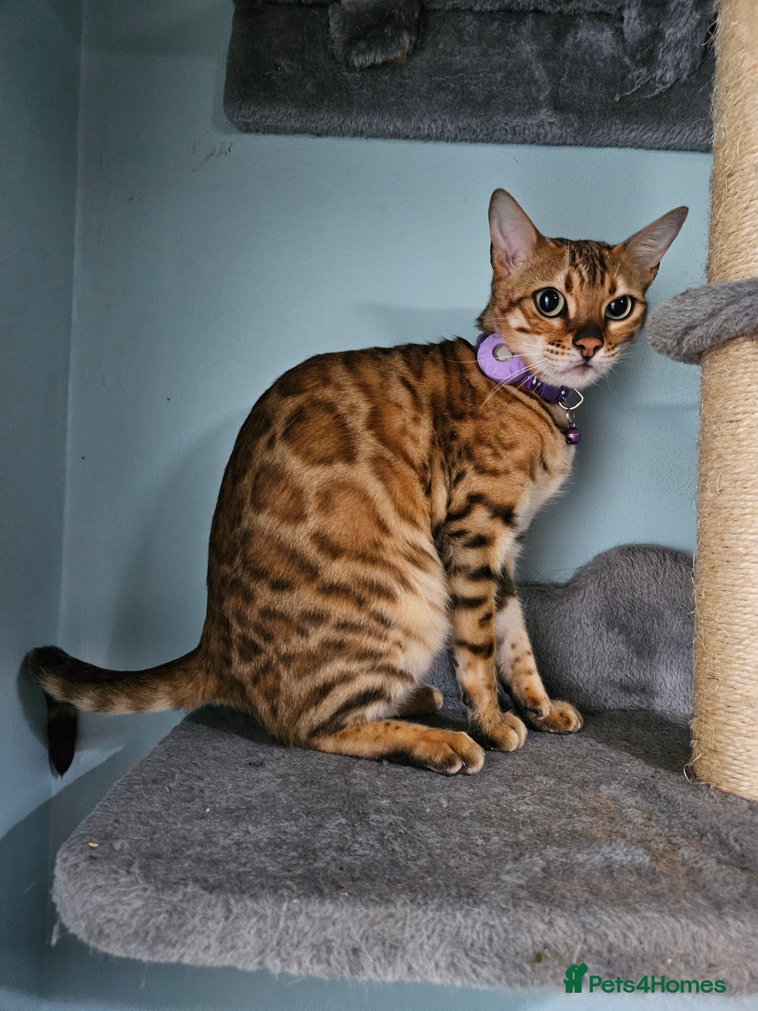 Bengal cats for sale: Snow bengal kittens for loving homes  - Image 3