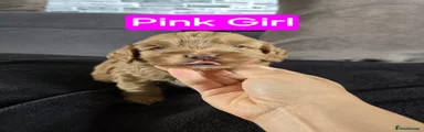 Pink Girl