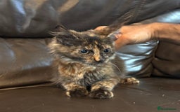 Maine Coon cats for sale: Mainecoon cross kittens  in Romford - Image 14