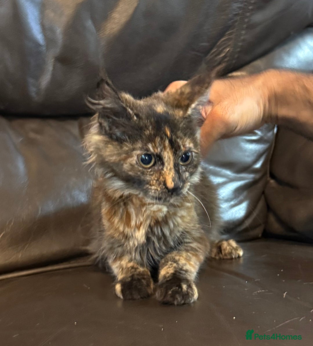 Maine Coon cats for sale: Mainecoon cross kittens  in Romford - Image 14