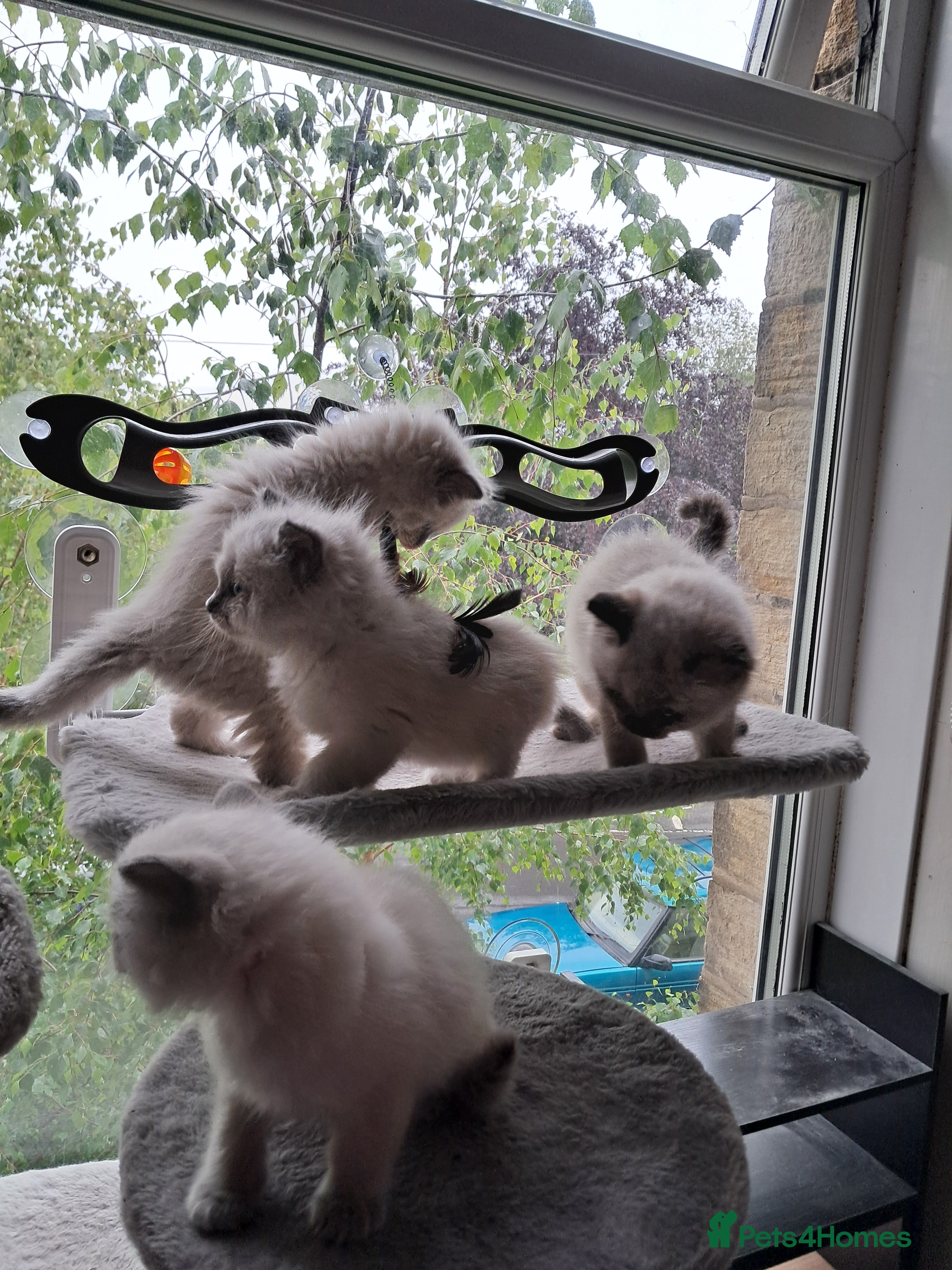 Ragdoll cats Pure bred beautiful Ragdoll kittens - Advert 1