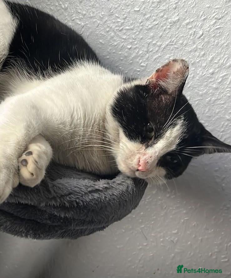 Mixed Breed cats Beautiful boy looking for a home - Advert 1