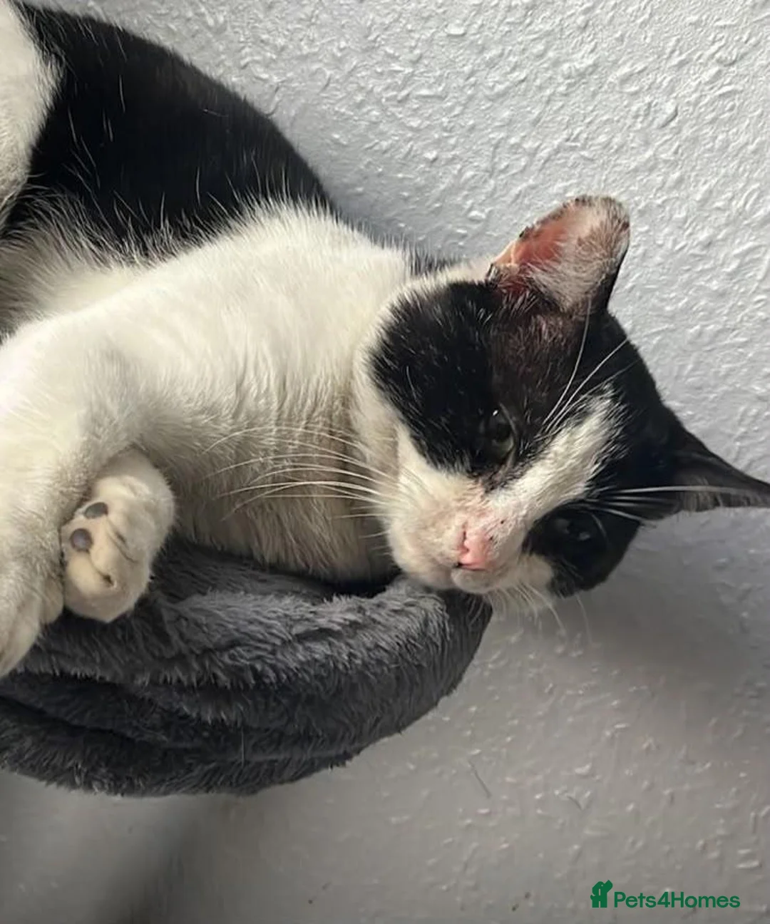 Mixed Breed cats for adoption: Beautiful boy looking for a home in Hook - Advert 1