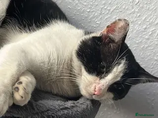 Mixed Breed cats Beautiful boy looking for a home - Advert 6