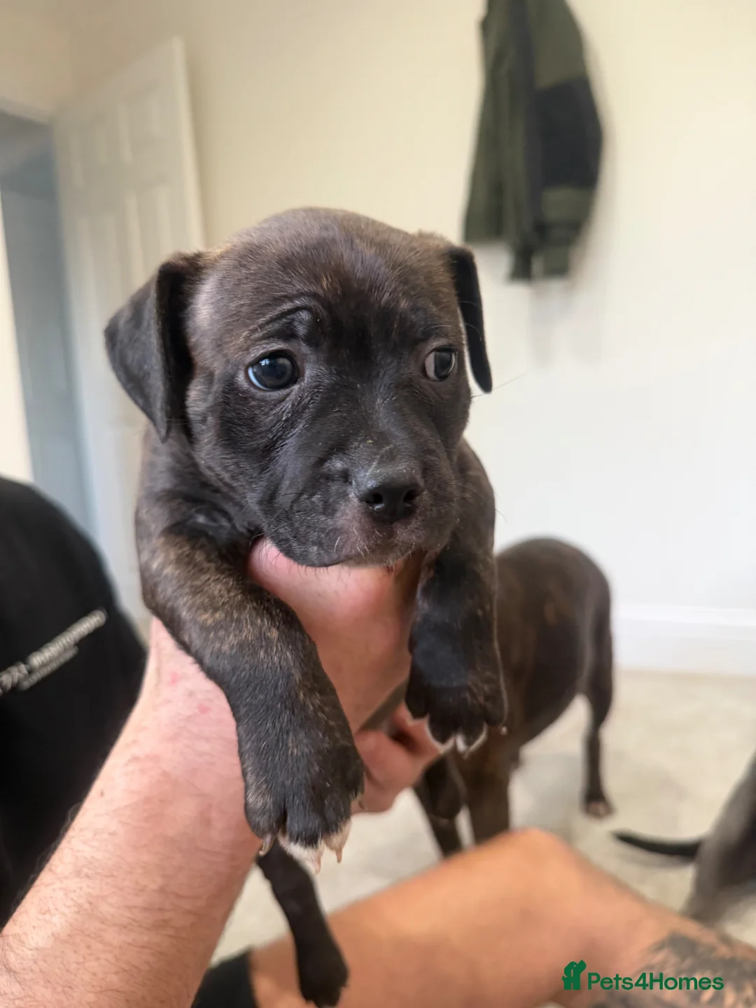 Staffordshire Bull Terrier dogs for sale: Beautiful Staffy Puppies Ready Soon – Home Raised in Peterborough - Advert 29