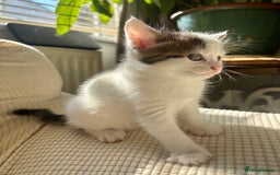 Mixed Breed cats for sale: White and tabby/white and black kittens - Image 10