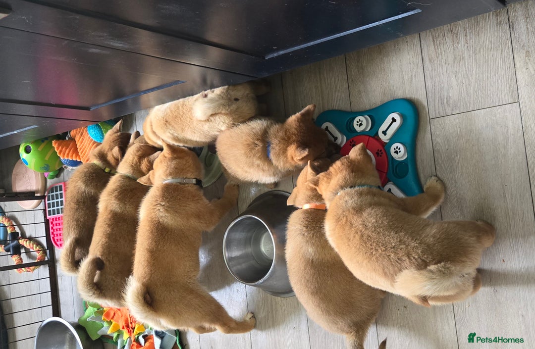 Japanese Shiba Inu dogs for sale: Stunning Shibas  in Llanybydder - Image 17