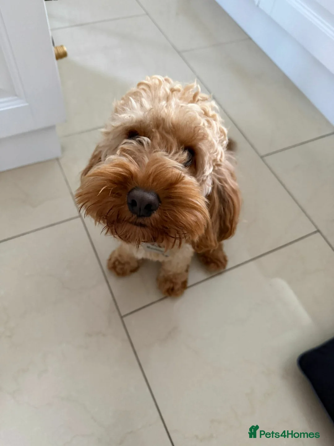 Cockapoo dogs for adoption: ✈️🔥 MAVERICK IS READY FOR HIS WINGMAN! 🔥✈️ in Swansea - Advert 2