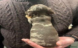 Dachshund dogs for sale: 4 gorgeous puppies for sale - Image 10
