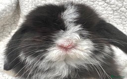 Mini Lop rabbits for sale: STUNNING PUREBRED MINI LOP BABY GIRLS AND BOYS - Image 7