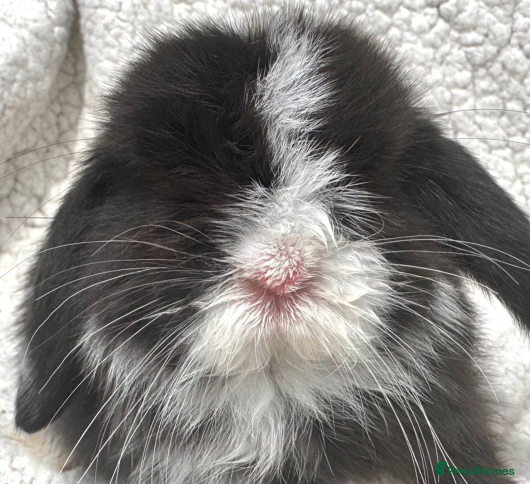 Mini Lop rabbits for sale: STUNNING PUREBRED MINI LOP BABY GIRLS AND BOYS - Image 7
