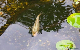 Koi Carp fish for sale: Selection of Koi Carp - Image 3