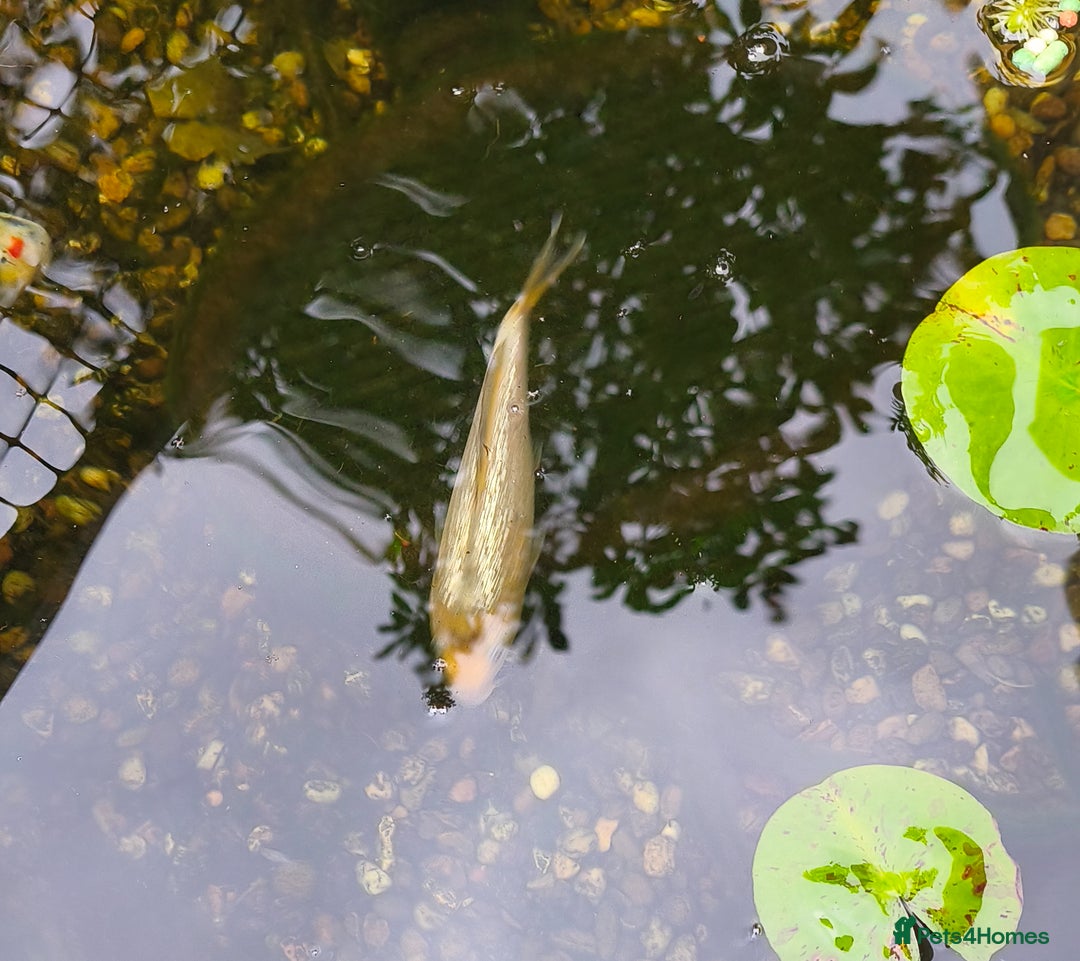 Koi Carp fish for sale: Selection of Koi Carp - Image 3