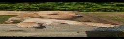 Labrador Retriever dogs for sale: Labrador puppies  in Machynlleth - Advert 7