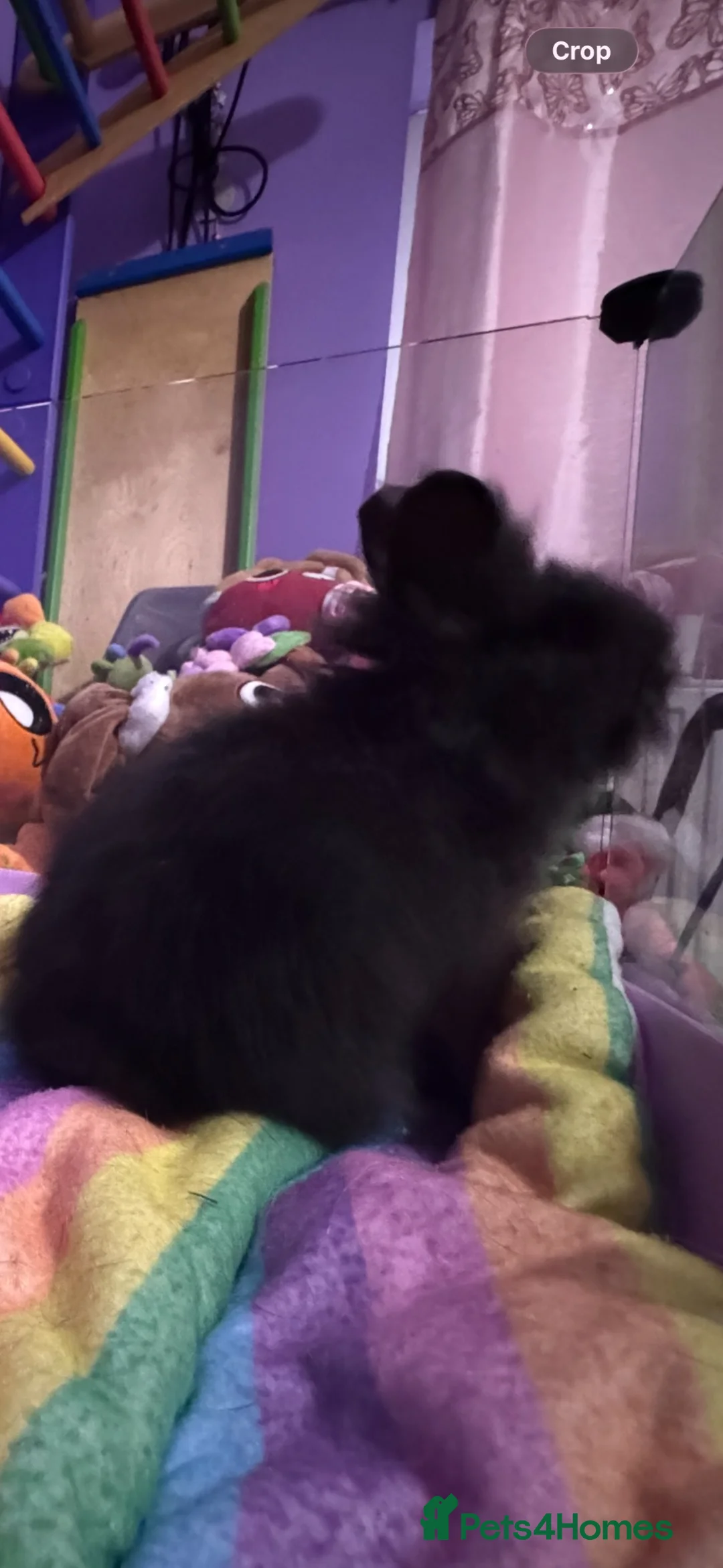 Lionhead rabbits for sale: Gorgeous purebred double-mane lionhead rabbits - Advert 21