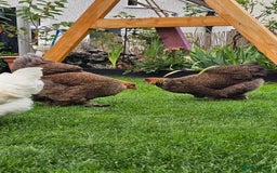 Hens poultry for sale: Egg Laying 7 Hens - Image 1