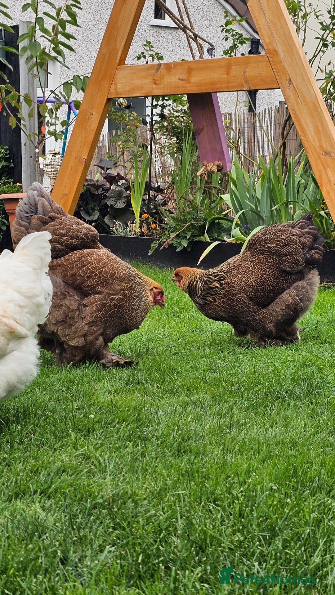 Hens poultry for sale: Egg Laying 7 Hens - Image 1