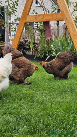 Hens poultry - Advert 2