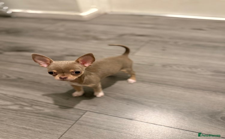 Chihuahua dogs - Advert 7